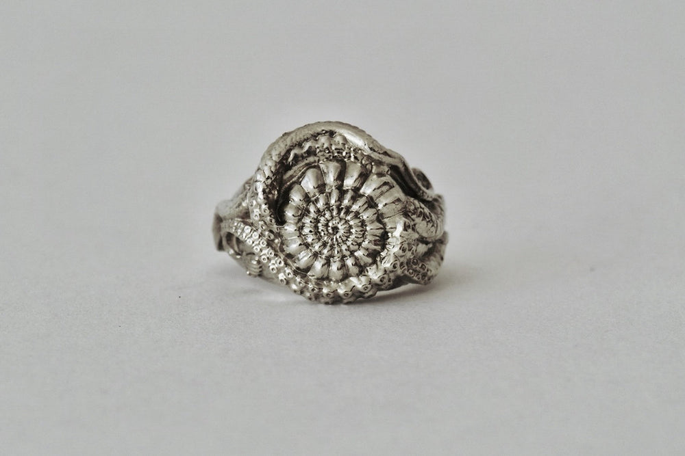 ANILLO MOLLUSKA