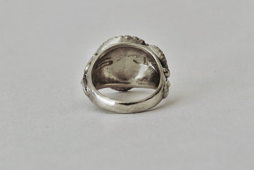 ANILLO MOLLUSKA