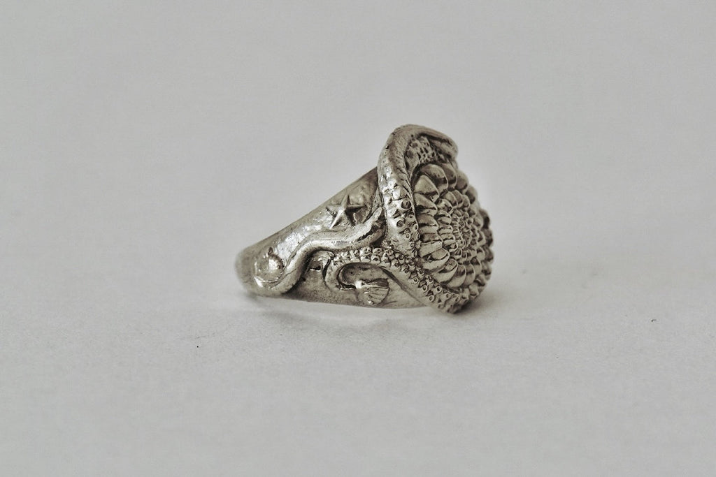 ANILLO MOLLUSKA